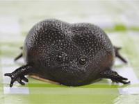 Black-Rain-Frog