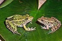 leopardfrogs jim+harding